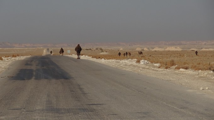 Dromedarissen op snelweg, Egypte